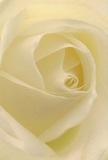 This striking close-up invites you into the heart of a cream-white rose, as if sharing a quiet moment in Chiswick's famous gardens by the river. The spiral of each petal, soft as the touch of early morning mist, curves with barely-there shadows dancing between the folds, adding story and depth to the bloom. Illuminated in gentle light, the ivory tones glow serenely, evoking the peace found on a walk beneath magnolias in Dukes Meadows. The mood is one of tenderness and reflection, befitting moments of sympathy, dignified tribute, or fresh beginnings. The artistry behind this rose-the careful arrangement, the balance of soft textures and minute details-speaks of Chiswick Florist's commitment to meaningful bouquets crafted for local occasions. You can almost feel the delicate, sweet fragrance waft through a peaceful Chiswick kitchen, subtle yet lasting. In every curve, the bloom holds a world of emotion, honouring both the beauty of nature and the heartfelt gestures that connect the community.